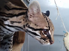 Ocelote