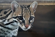 Ocelote