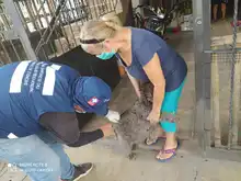 Animales de compañía pueden ser vacunados contra la rabia gratuitamente  