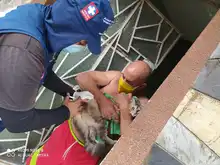 Animales de compañía pueden ser vacunados contra la rabia gratuitamente  