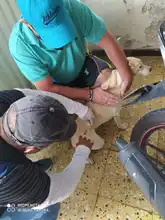 Animales de compañía pueden ser vacunados contra la rabia gratuitamente  