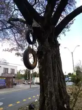 Hay que respetar nuestro patrimonio arbóreo 