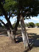 Hay que respetar nuestro patrimonio arbóreo 