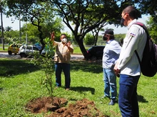 Arrancó compensación arbórea en el parque El Búho 