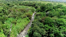 Bosque