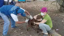 Continúan Jornadas de vacunación antirrábica para caninos y felinos