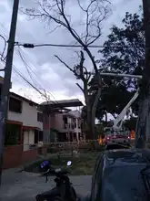 DAGMA denuncia graves afectaciones al arbolado en la Comuna 5