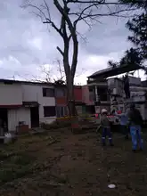 DAGMA denuncia graves afectaciones al arbolado en la Comuna 5