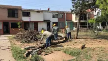 DAGMA denuncia graves afectaciones al arbolado en la Comuna 5