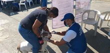 En Día mundial contra la rabia, hubo buena participación en jornada de salud animal 