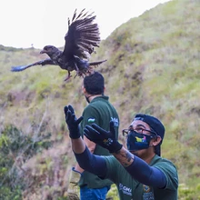 Cali, un territorio de ‘puro corazón’ por los Animales