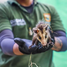 Cali, un territorio de ‘puro corazón’ por los Animales
