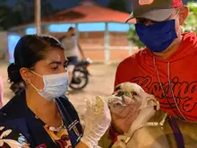 Zoonosis adelanta campaña de vacunación nocturna 