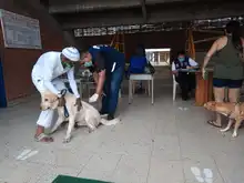  Jornadas gratuitas del Centro de Zoonosis de Cali