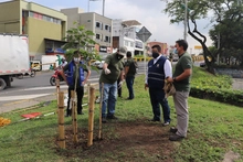 Cali contará con un Plan de Silvicultura Urbana para reconciliarse con el medio ambiente