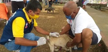 Medidas de bioseguridad en la jornada de salud animal de la comuna 5 