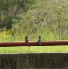 Con éxito culmina la VI edición del censo urbano de aves en Cali