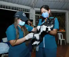 Salud Pública comprometida con los animales de compañía