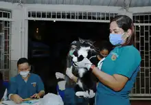 Salud Pública comprometida con los animales de compañía