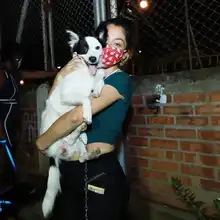 Salud Pública comprometida con los animales de compañía