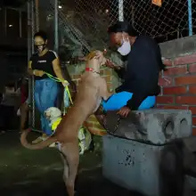 Salud Pública comprometida con los animales de compañía