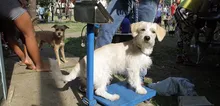 El Centro de Bienestar Animal contará con recursos del empréstito: Ospina
