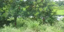 Urge acción interinstitucional para recuperar las lagunas de El Pondaje y Charco Azul: DAGMA 