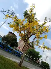 Un Plan de Silvicultura Urbana renovado presentó el DAGMA 