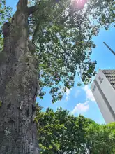 Un Plan de Silvicultura Urbana renovado presentó el DAGMA 