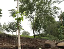 Un Plan de Silvicultura Urbana renovado presentó el DAGMA 