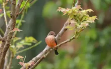 Jornada de avistamiento de aves en el Corazón de Pance 