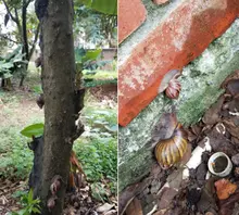 El caracol gigante africano  