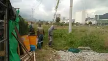 El caracol gigante africano  