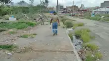 El caracol gigante africano  