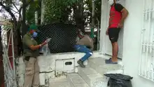 El caracol gigante africano  