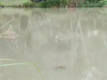 Dagma descubrió nuevo ejemplar en el Lago de la Babilla