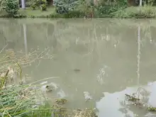 Dagma descubrió nuevo ejemplar en el Lago de la Babilla