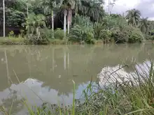 Dagma descubrió nuevo ejemplar en el Lago de la Babilla