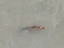 Dagma descubrió nuevo ejemplar en el Lago de la Babilla