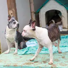 Realizan seguimiento a recuperación de animales rescatados de criadero ilegal