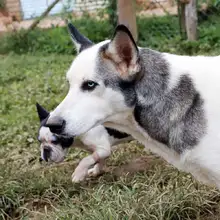 Realizan seguimiento a recuperación de animales rescatados de criadero ilegal