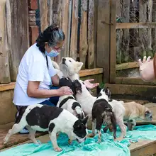 Realizan seguimiento a recuperación de animales rescatados de criadero ilegal