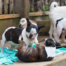 Realizan seguimiento a recuperación de animales rescatados de criadero ilegal