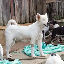 Realizan seguimiento a recuperación de animales rescatados de criadero ilegal