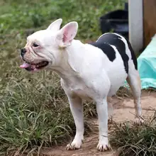 Realizan seguimiento a recuperación de animales rescatados de criadero ilegal