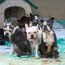 Realizan seguimiento a recuperación de animales rescatados de criadero ilegal