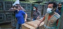 120 individuos de fauna silvestre rehabilitados por el DAGMA fueron liberados en el César