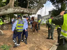 No se permitirá más la circulación de vehículos de tracción animal por las calles de Cali