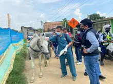 No se permitirá más la circulación de vehículos de tracción animal por las calles de Cali