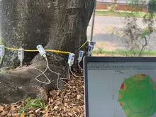 Cali, líder nacional en tecnologías para el cuidado del arbolado